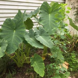 Meet your Posher, Lupe